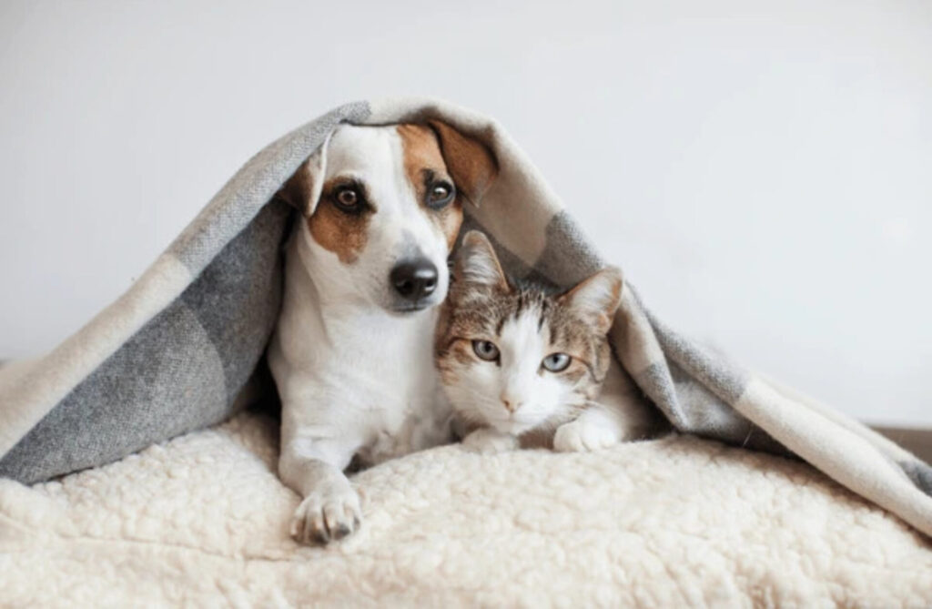 Carpet care and beyond pet damage and odor cleaning. Metro Atlanta